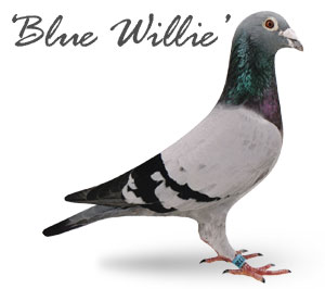 Blue Willie